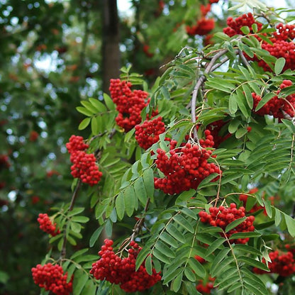 Šermukšnis paprastasis (Sorbus Aucuparia) 'Pendula'
