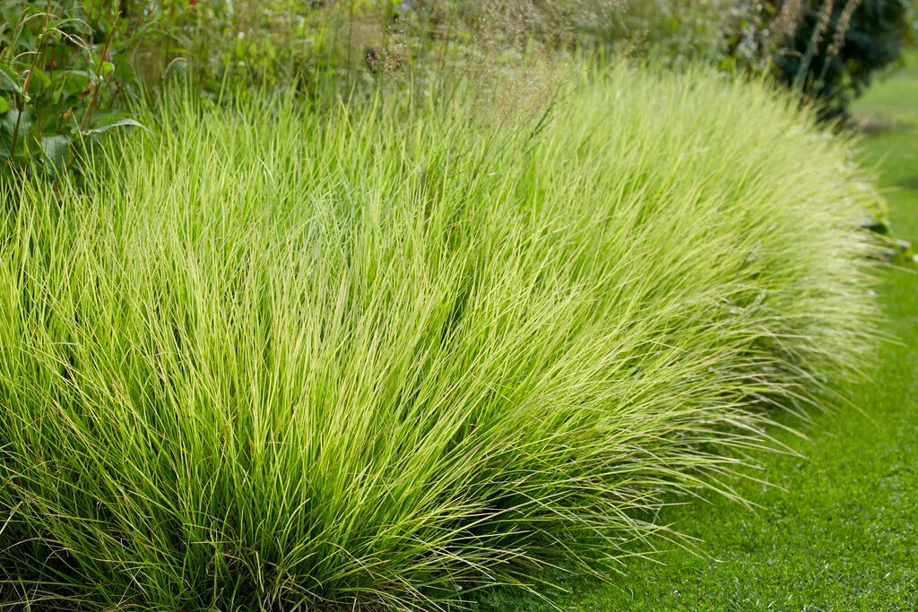 Mėlitas rudeninis (Sesleria autumnalis)