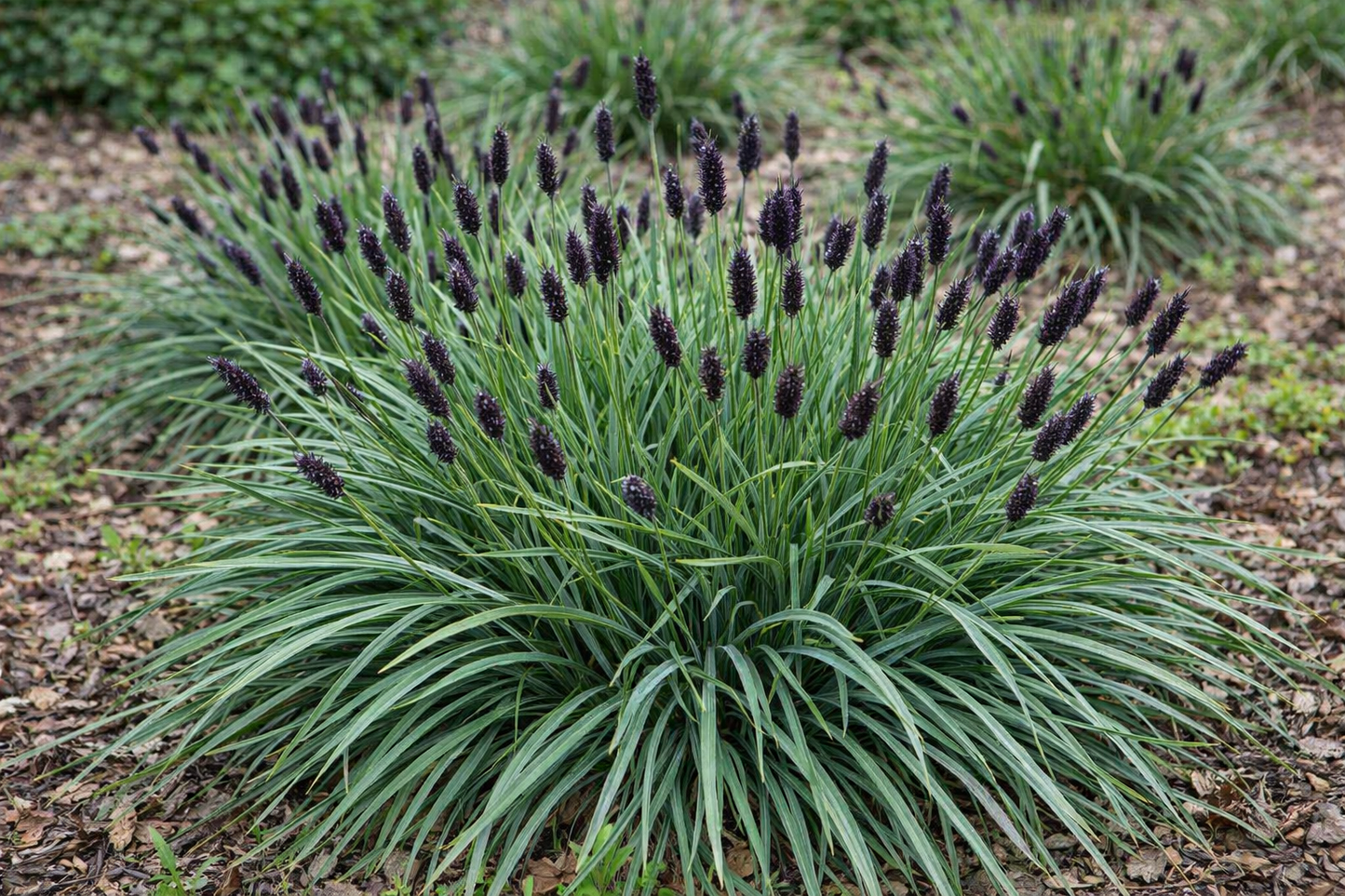 Mėlitas (Sesleria heufleriana)