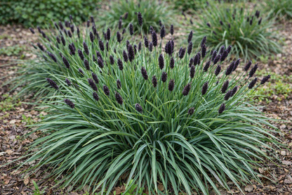 Mėlitas (Sesleria heufleriana)