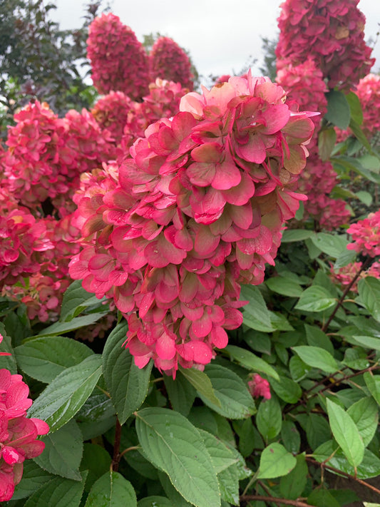 Stiebinė šluotelinė hortenzija (Hydrangea paniculata) 'Bloody Marie' (Bonfire) Pa