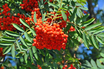 Šermukšnis paprastasis (Sorbus aucuparia)