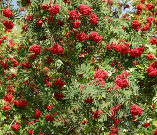 Šermukšnis paprastasis (Sorbus aucuparia)