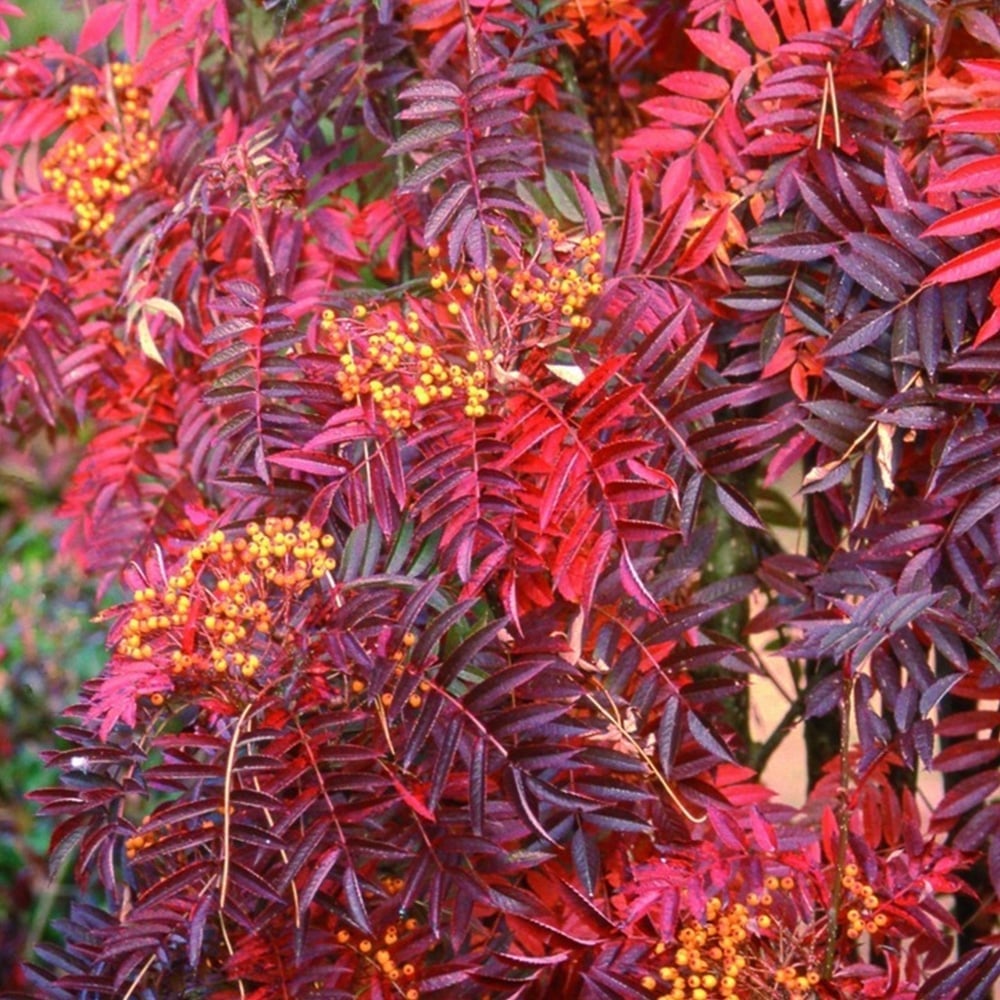 Šermukšnis (Sorbus) 'Autumn Spire' Flanrock