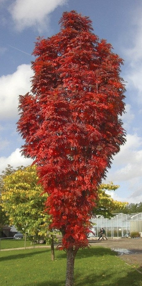 Šermukšnis (Sorbus) 'Autumn Spire' Flanrock