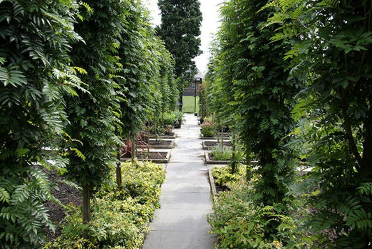 Šermukšnis (Sorbus) 'Autumn Spire' Flanrock