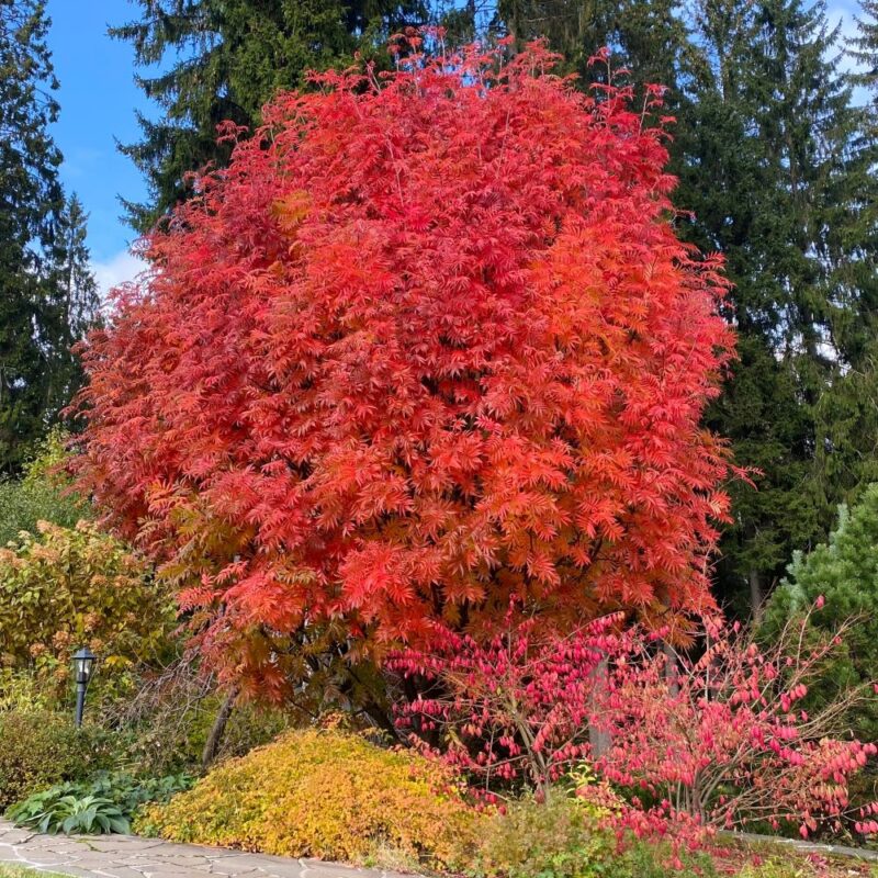 Šermukšnis japoninis (Sorbus commixta) 'Dodong'