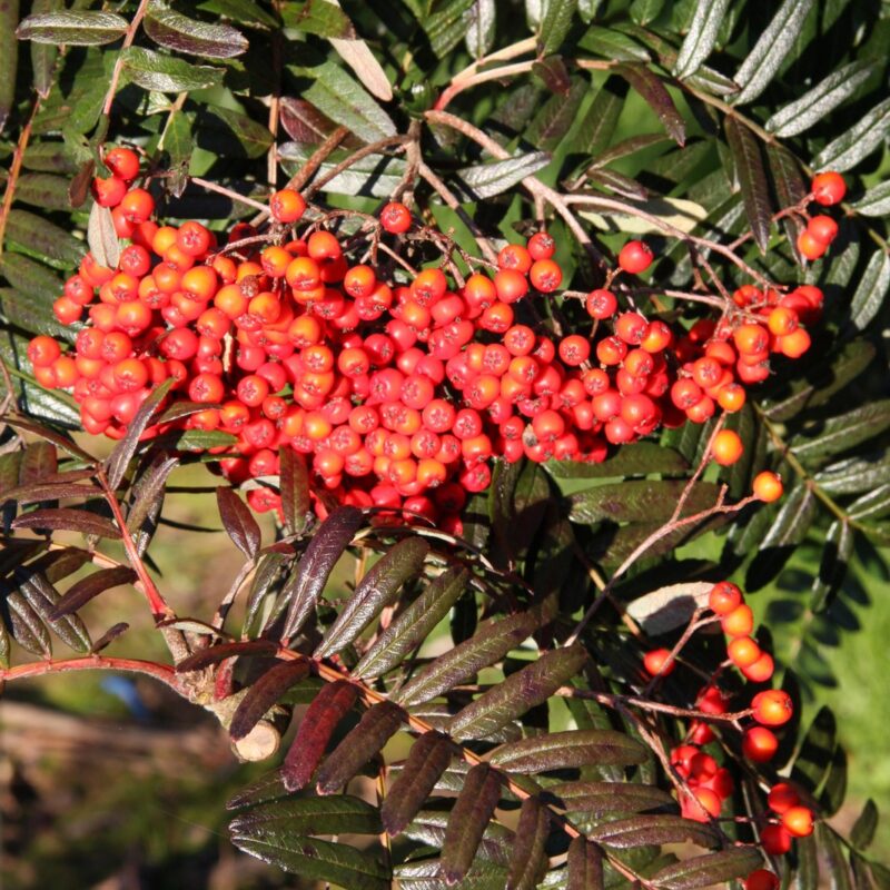 Šermukšnis paprastasis (Sorbus aucuparia) 'Beissneri'