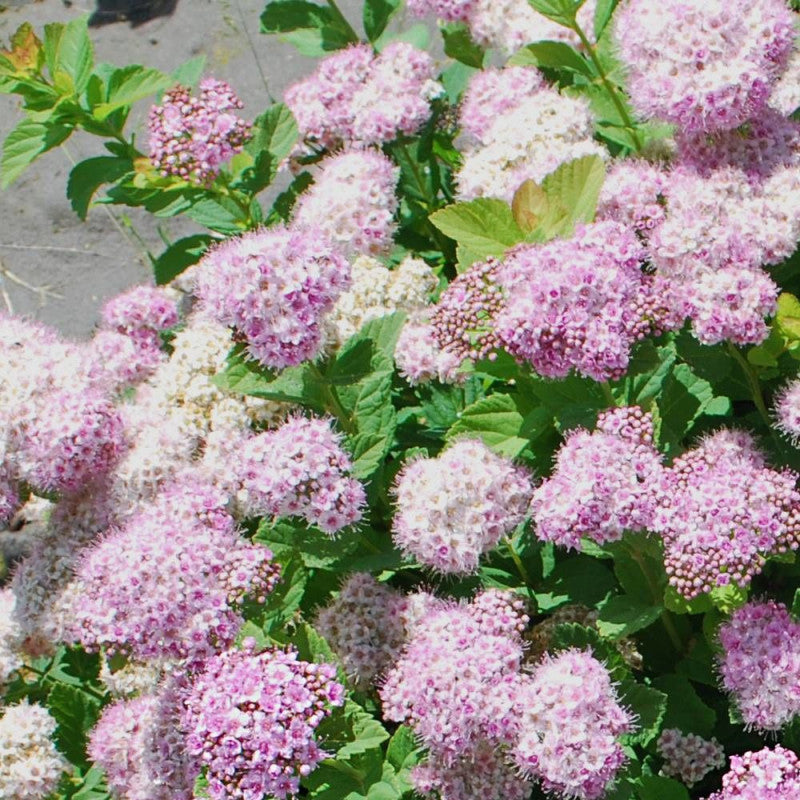 Lanksva beržalapė (Spiraea betulifolia) Pink Sparkler 'Courispi01'