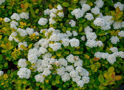 Lanksva beržalapė (Spiraea betulifolia) 'Tor Gold'