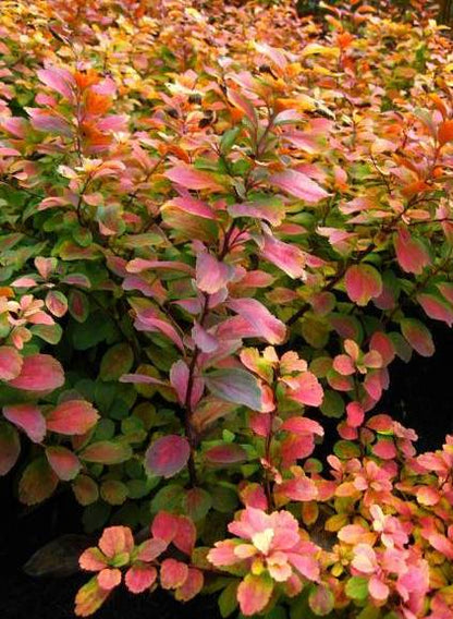 Lanksva beržalapė (Spiraea betulifolia) 'Tor Gold'