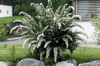 Lanksva pilkoji  (Spiraea cinerea) 'Grefsheim'