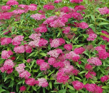 Lanksva japoninė (Spiraea japonica) 'Anthony Waterer'