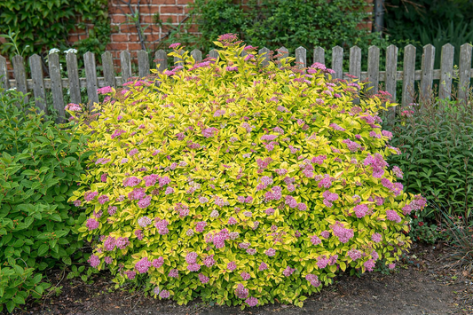 Lanksva japoninė (Spiraea japonica) 'Golden Princess'