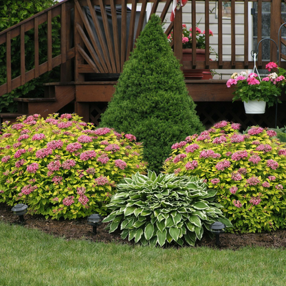 Lanksva japoninė (Spiraea japonica) 'Golden Princess'