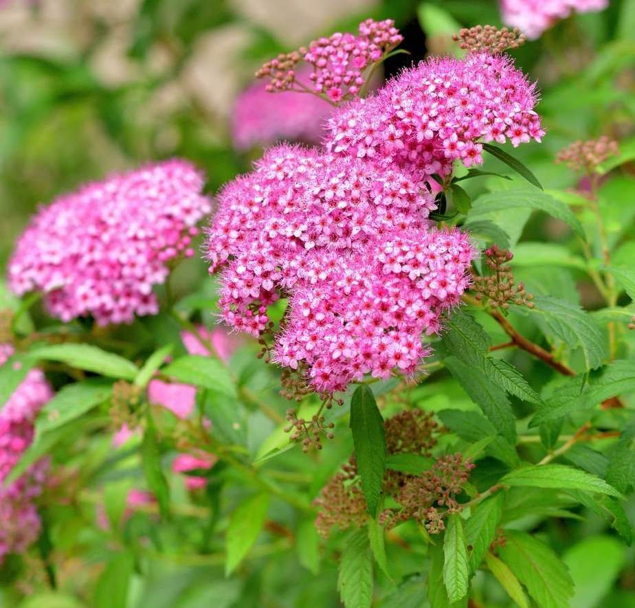 Lanksva japoninė (Spiraea japonica) 'Goldmound'