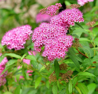 Lanksva japoninė (Spiraea japonica) 'Goldmound'