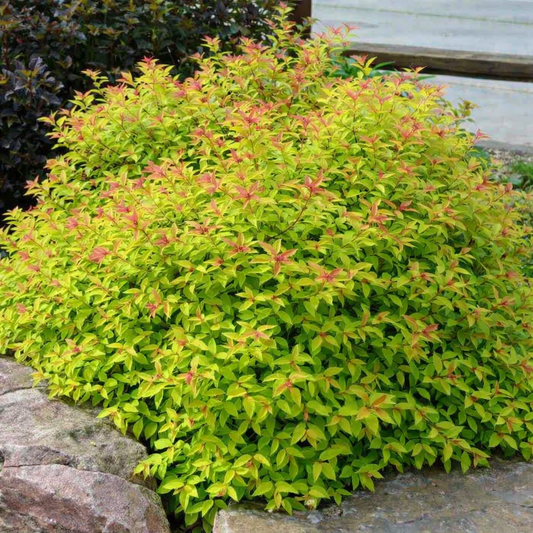 Lanksva japoninė (Spiraea japonica) 'Goldmound'
