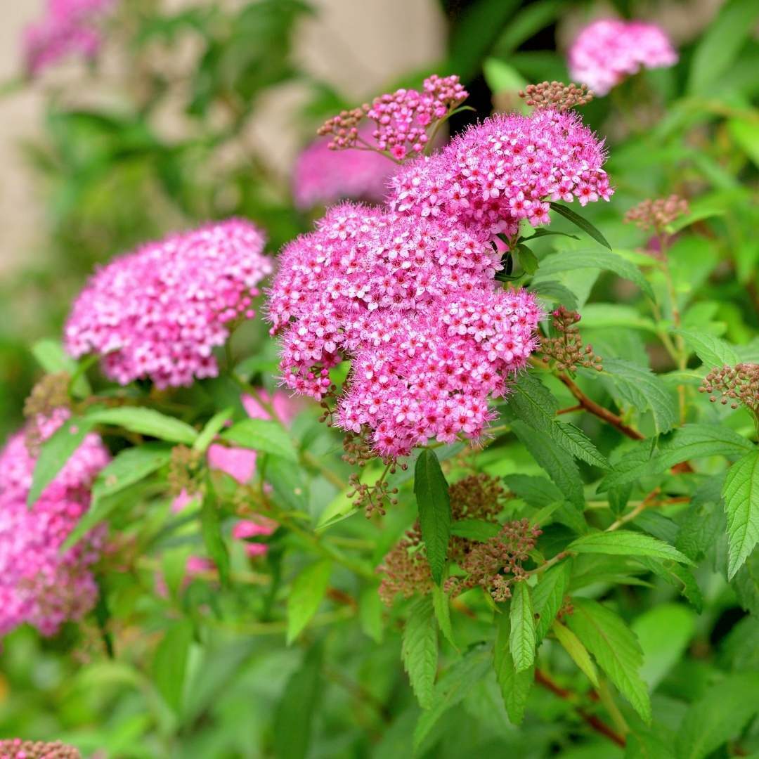 Lanksva japoninė (Spiraea japonica) 'Goldmound'