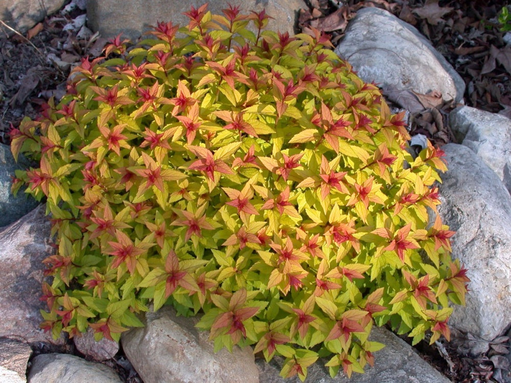 Lanksva japoninė (Spiraea japonica) 'Goldmound'