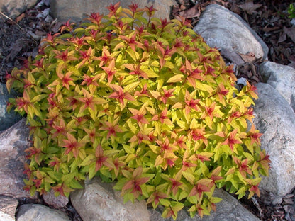 Lanksva japoninė (Spiraea japonica) 'Goldmound'