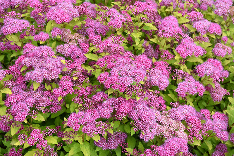 Lanksva japoninė (Spiraea japonica) 'Magic Carpet'