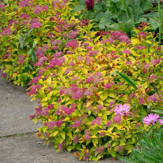 Lanksva japoninė (Spiraea japonica) 'Magic Carpet'