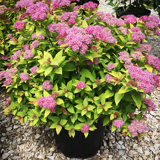 Lanksva japoninė (Spiraea japonica) 'Magic Carpet'