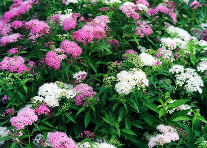 Lanksva japoninė (Spiraea japonica) 'Shirobana' (Genpei)