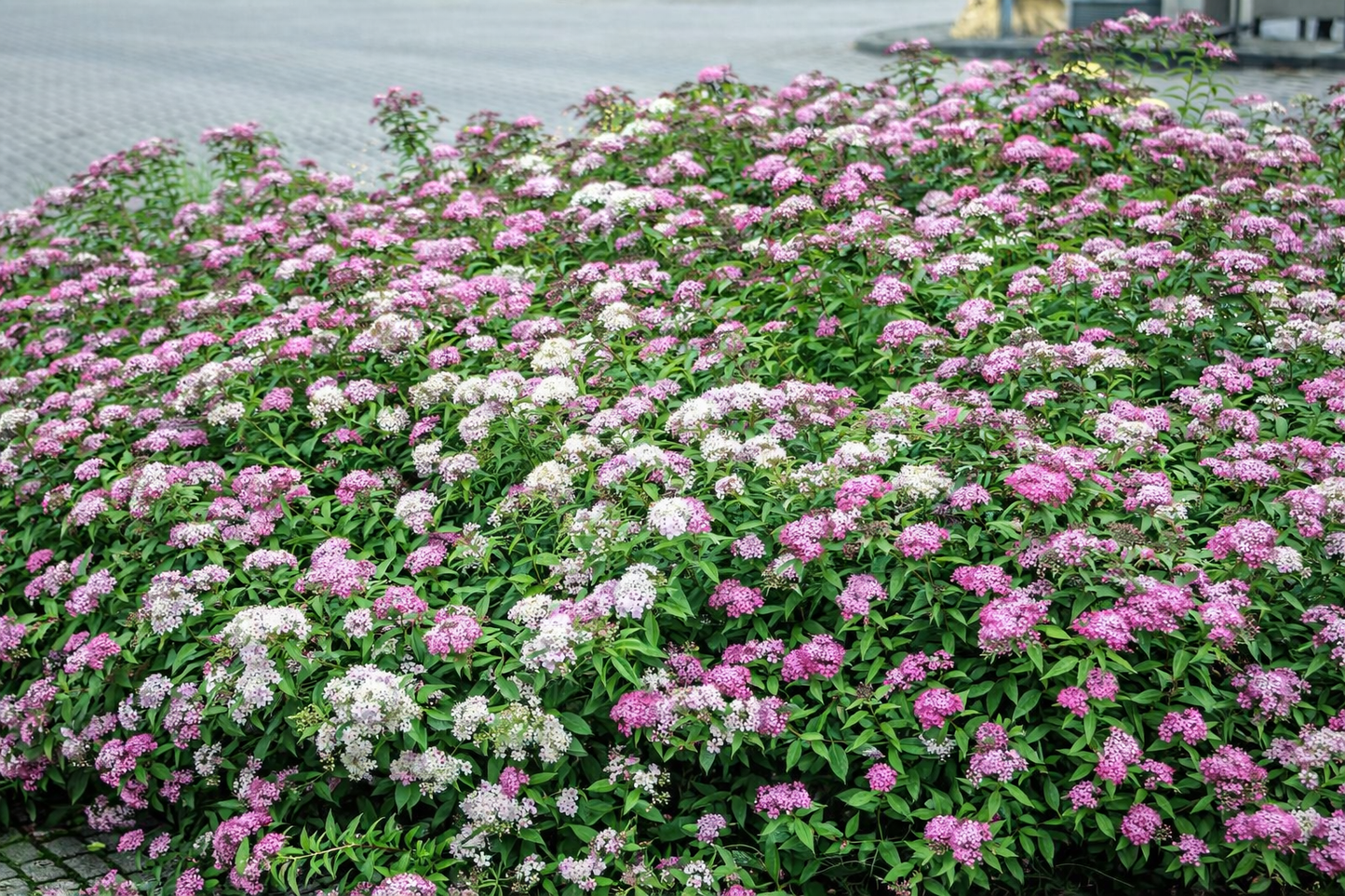 Lanksva japoninė (Spiraea japonica) 'Shirobana' (Genpei)
