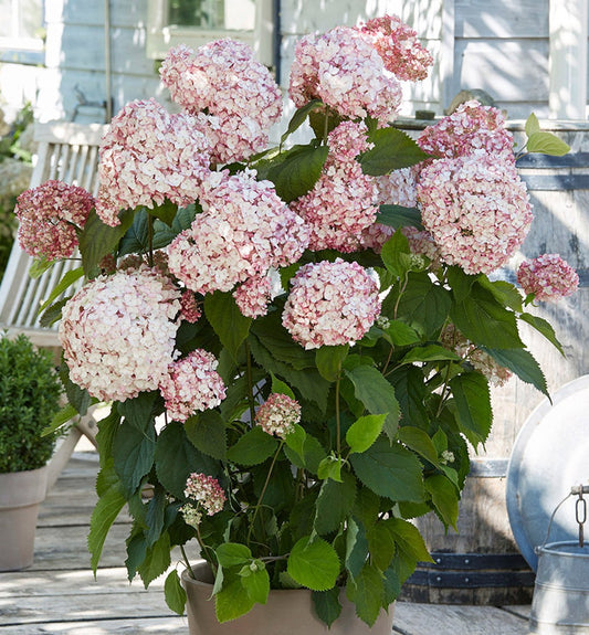Hortenzija šviesioji  (Hydrangea arborescens) 'Candybelle Bubblegum'