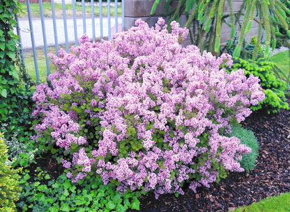 Alyva mejerio (Syringa meyeri) Lillifee 'Kojubella'
