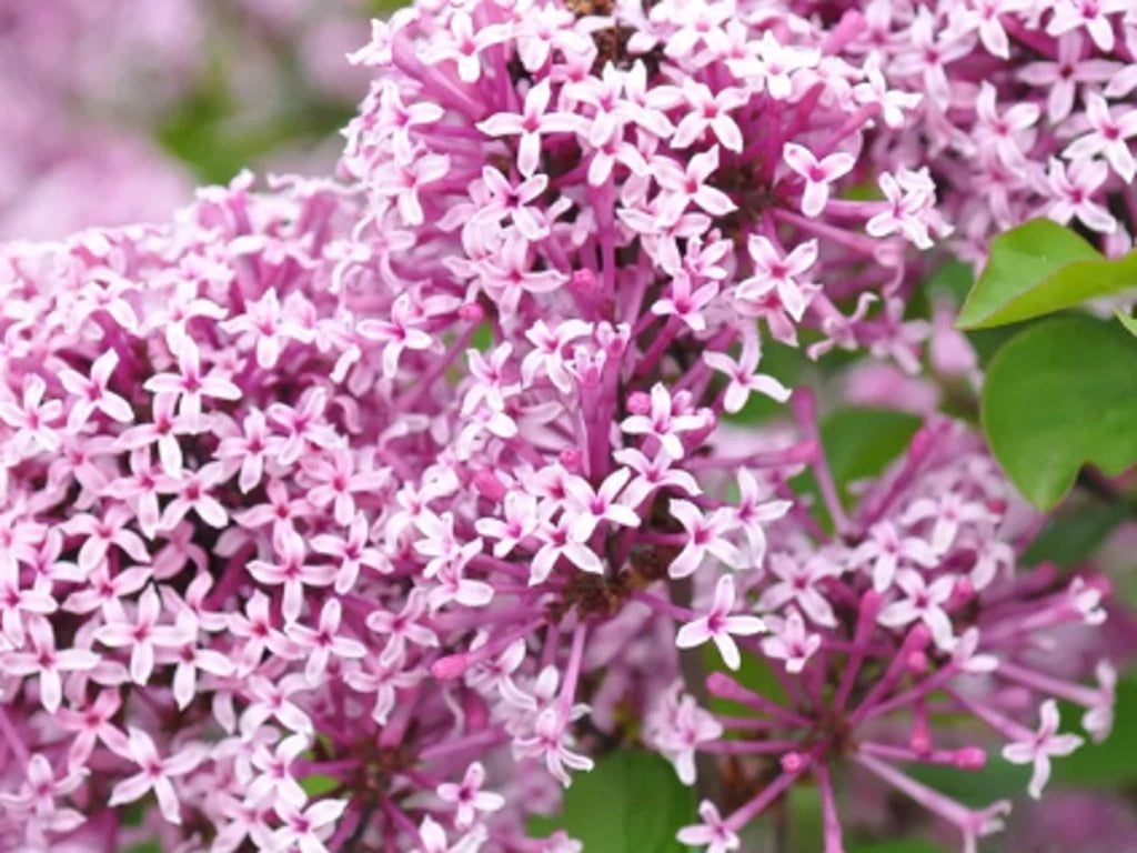Alyva mejerio (Syringa meyeri) Lillifee 'Kojubella'