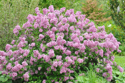 Alyva mejerio (Syringa meyeri) Lillifee 'Kojubella'