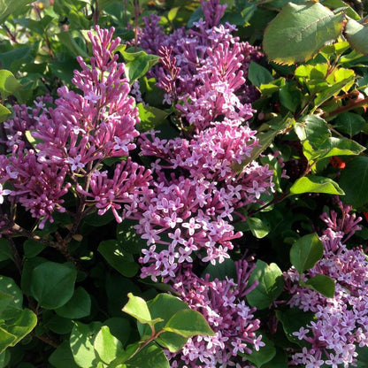 Alyva mejerio (Syringa meyeri) 'Palibin'