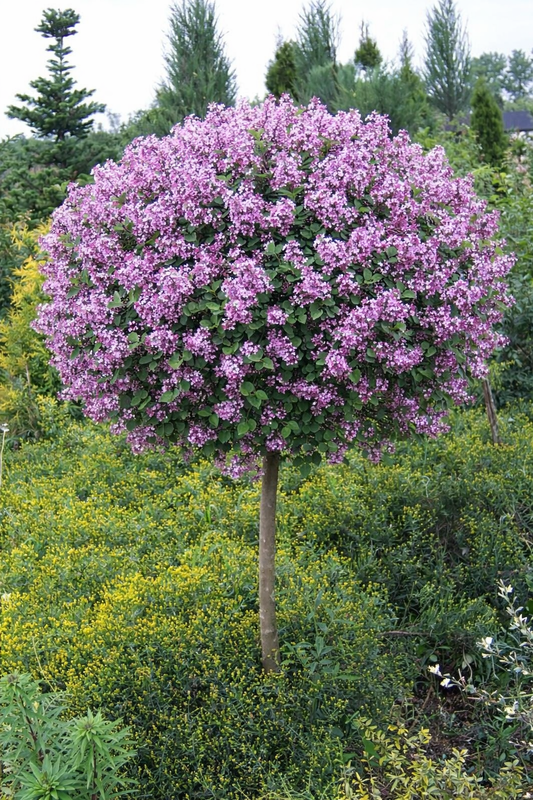 Alyva mejerio (Syringa meyeri) 'Palibin' Pa
