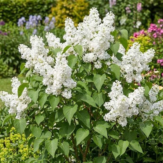 Alyva paprastoji (Syringa vulgaris) 'Alba'