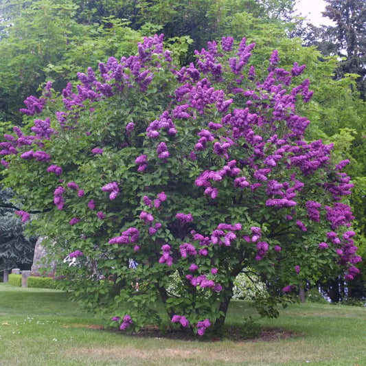 Alyva paprastoji (Syringa vulgaris) 'Andenken an Ludwig Spath'