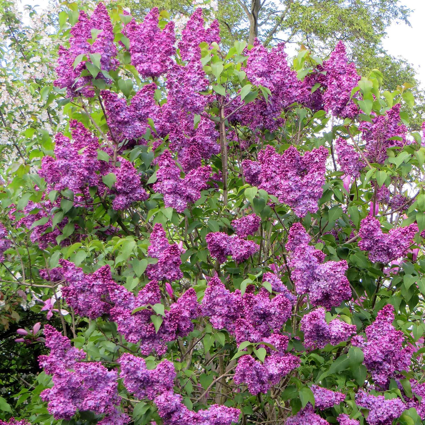 Alyva paprastoji (Syringa vulgaris) 'Charles Joly'