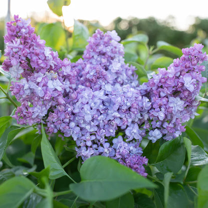 Alyva paprastoji (Syringa vulgaris) 'Nadezhda'