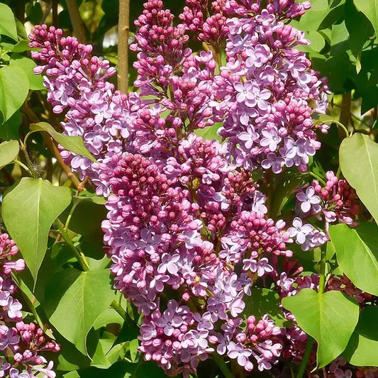 Alyva paprastoji (Syringa vulgaris) 'Princesse Sturdza'