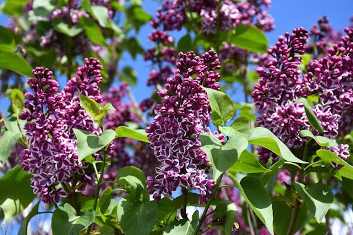 Alyva paprastoji (Syringa vulgaris) 'Sensation'