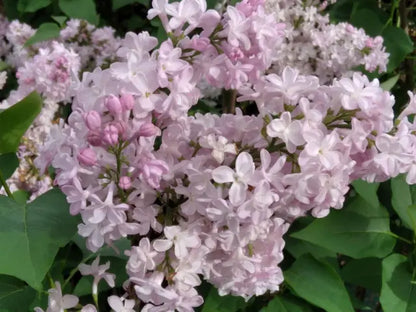 Alyva paprastoji (Syringa vulgaris) 'Zhemchuzhina'