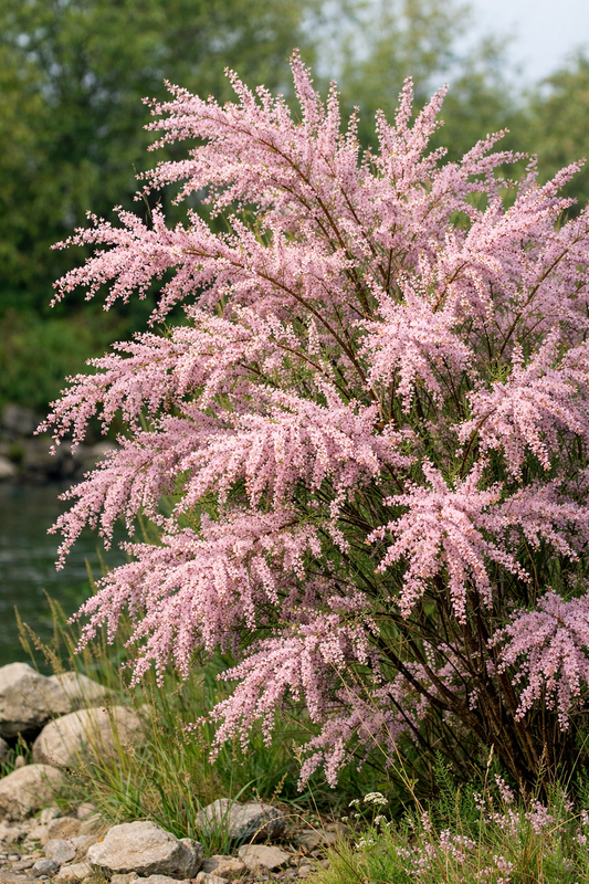 Eglūnas smulkiažiedis (Tamarix parviflora)