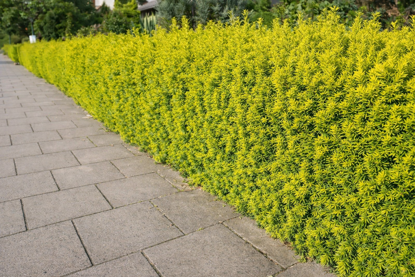 Kukmedis europinis (Taxus baccata) 'David'