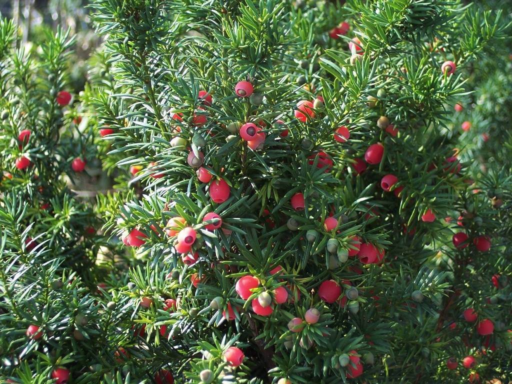 Kukmedis tarpinis (Taxus media) 'Hicksii'