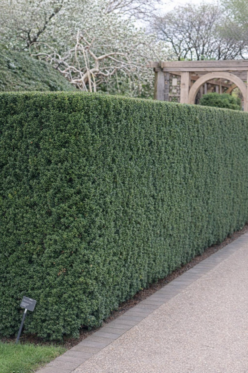 Kukmedis tarpinis (Taxus media) 'Hicksii'