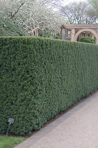 Kukmedis tarpinis (Taxus media) 'Hicksii'