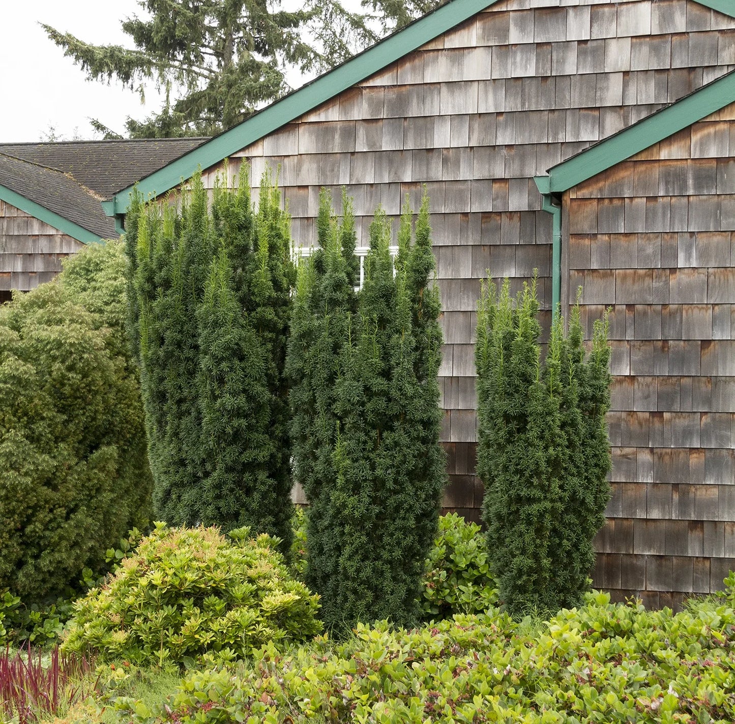 Kukmedis tarpinis (Taxus media) 'Hicksii'