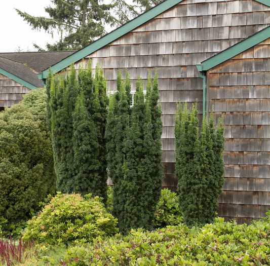 Kukmedis tarpinis (Taxus media) 'Hicksii'